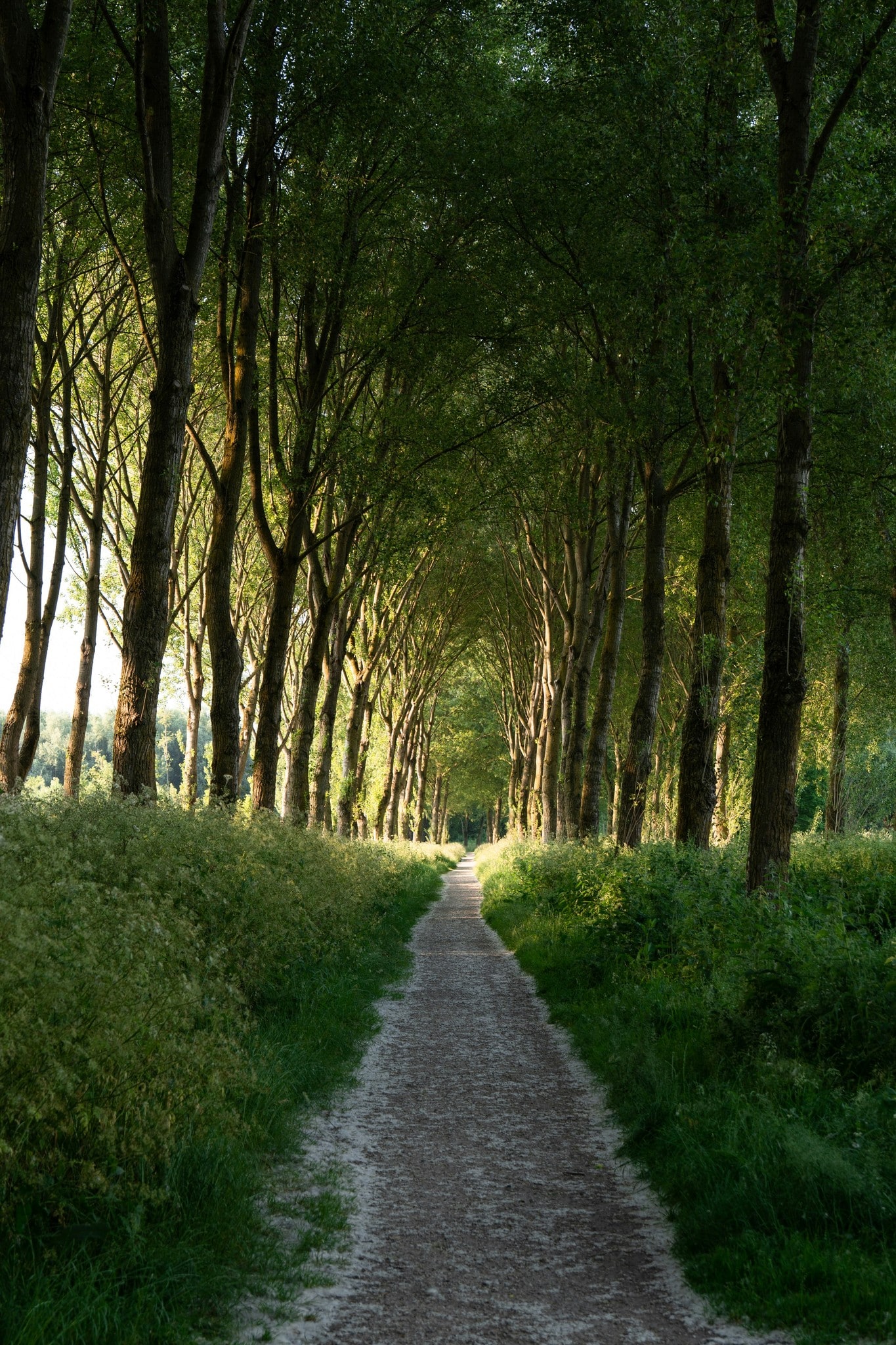 A path through an avenue of tall evergreen trees